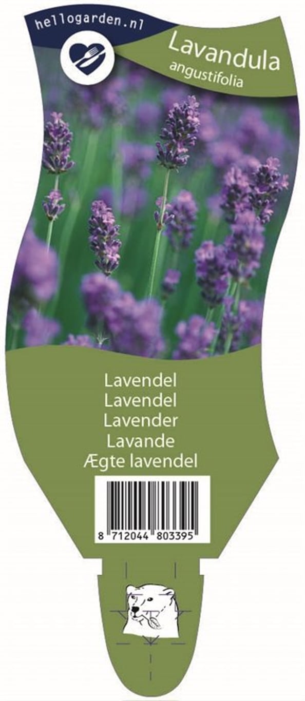 Lavandula angustifolia - P11